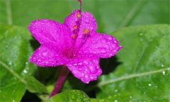 紫茉莉怎么种 紫茉莉的种植方法