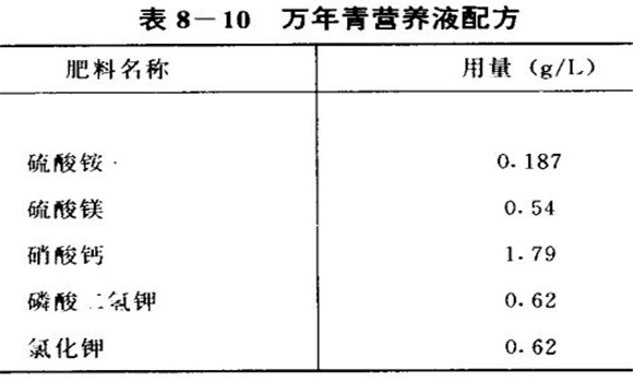 万年青