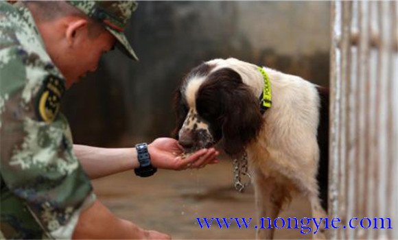 训犬时主人对训犬效果会有什么影响