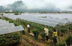 葡萄设施栽培技术与种植方法