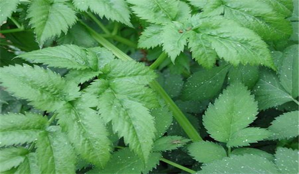 山芹菜的种植