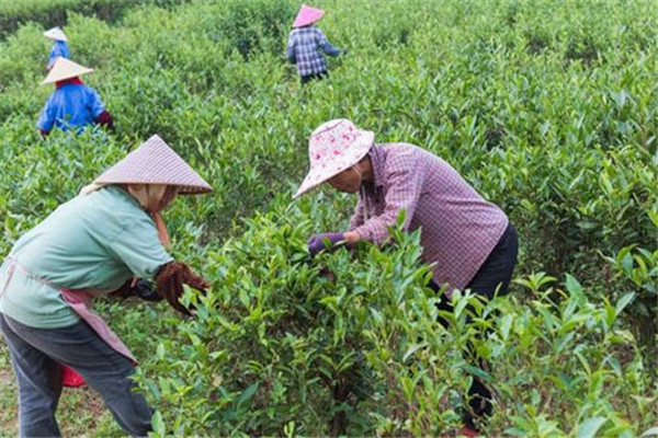 剪好枝，养好棵