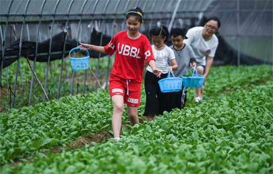 蔬菜具备丰产性或速生长特点