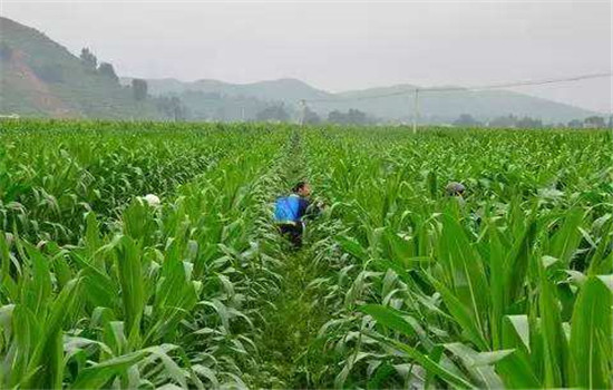 青饲玉米需施用无毒农药