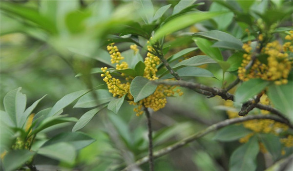 珠兰花的栽培管理