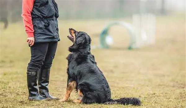 对犬的能力估计过高