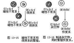 什么叫水稻“三系”，水稻三系是哪三系?