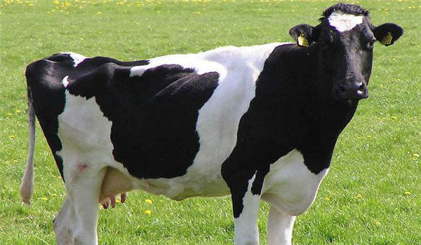 什么是母牛干奶