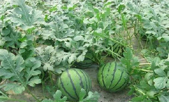 怎样栽培无籽西瓜