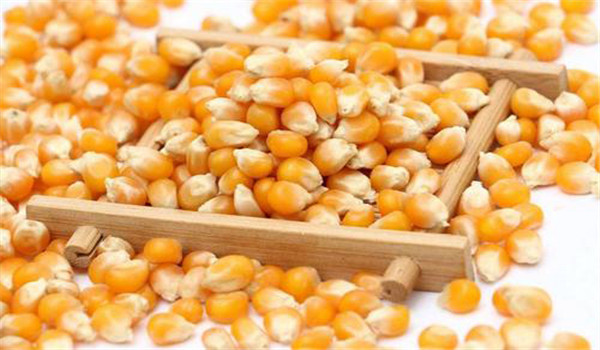 玉米种子安全贮藏的措施