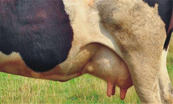 奶牛产后败血症的病因