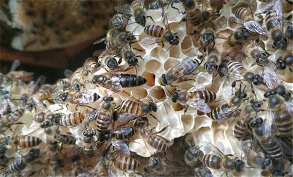 蜜蜂的冬季管理