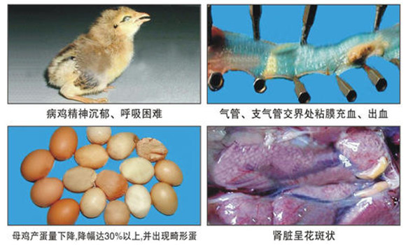 鸡传染性支气管炎的症状表现