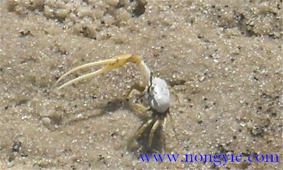 螃蟹的掘穴习性
