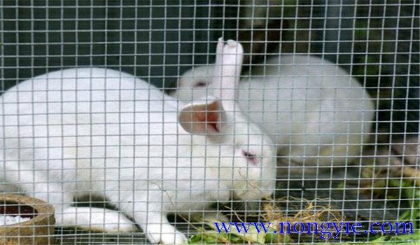 商品獭兔饲养管理2