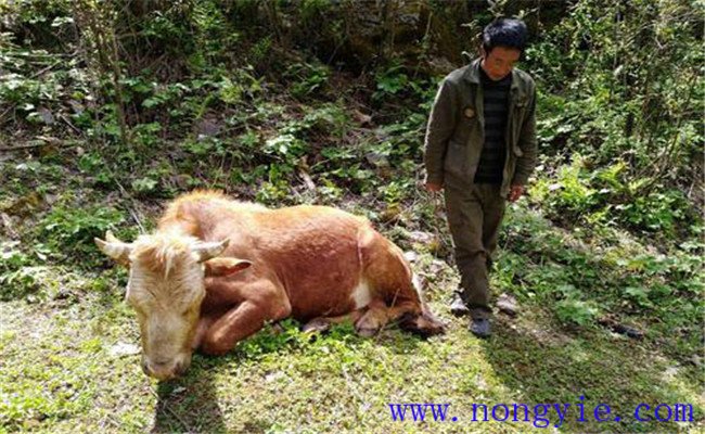 牛食用烂红薯中毒的症状表现、诊治与治疗方法