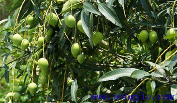 芒果壮果肥的施肥时间和方法