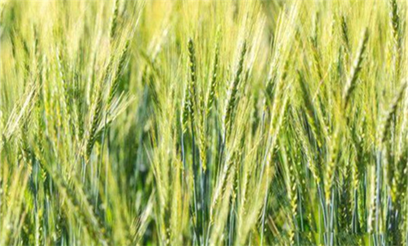 小麦种植过程中的防治