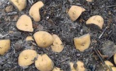 马铃薯切种后多久种植 马铃薯的种植时间与方法