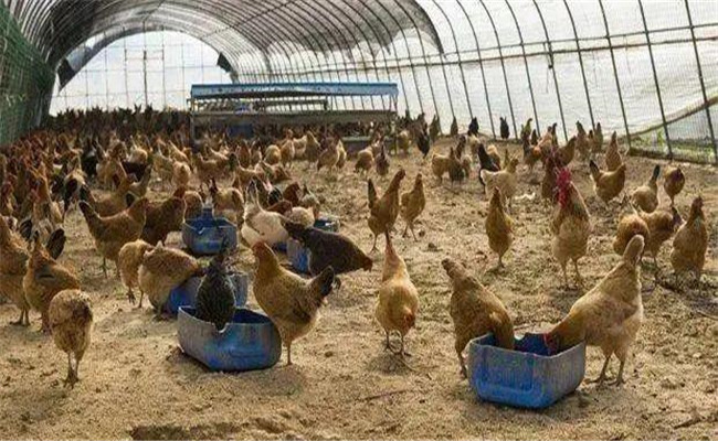 产蛋鸡对生产环境的三大要求是什么