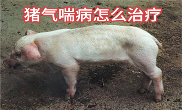 怎样防治猪气喘病