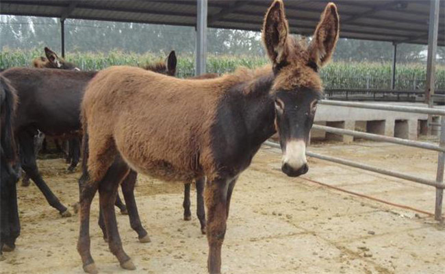 肉驴幼驹如何饲养