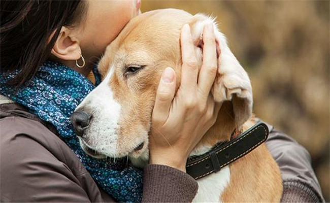 怎样喂养年老犬