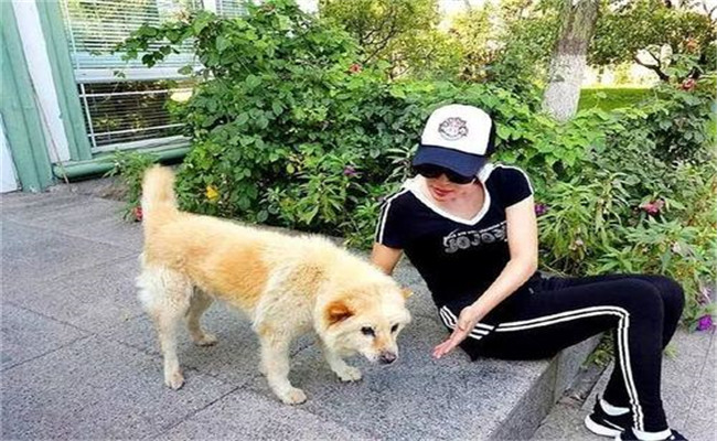 怎样喂养妊娠犬、哺乳犬