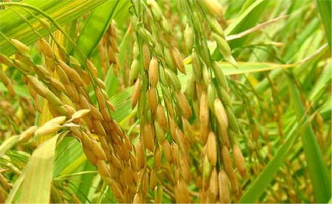 杂交水稻可以自己留种次年种植吗