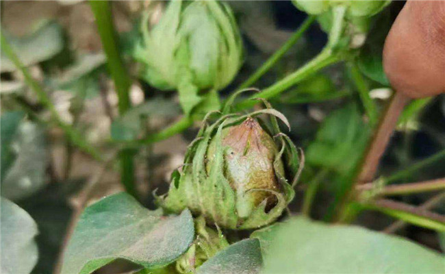 花蓟马防治方法