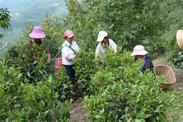 什么样的茶园为低产茶园