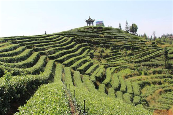 低产茶园的几种情况