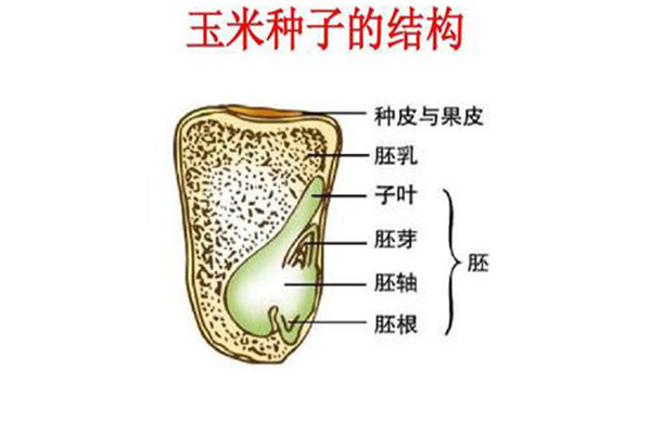 玉米种子及其构造是什么样的