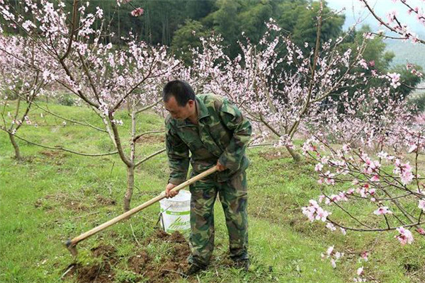 桃树施肥应注意哪些事项