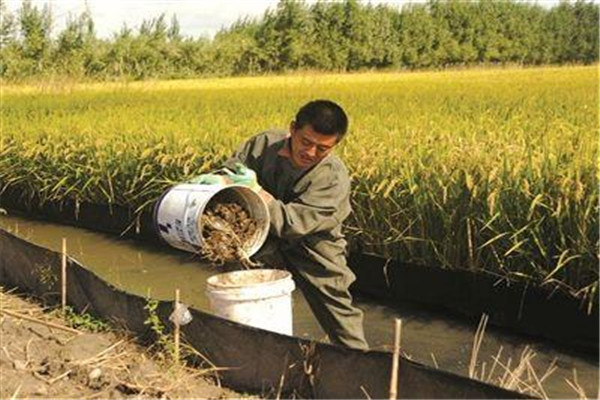 稻田成蟹养殖的投饵原则