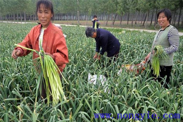 蒜苔和大蒜的关系