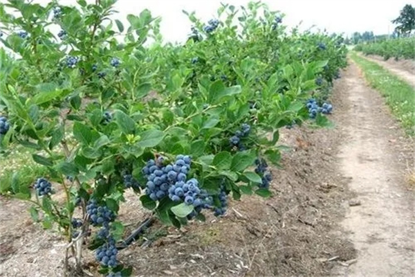 蓝莓适宜的土壤的PH值
