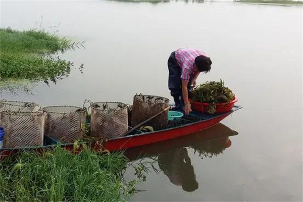 小龙虾活动和摄食状况，合理投饵