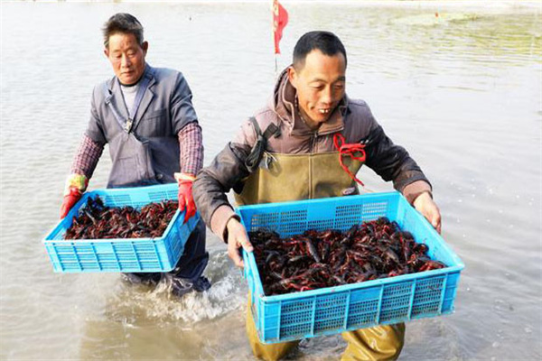 小龙虾的捕捞时间