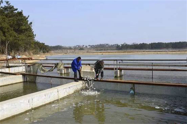 养虾池能否混养鱼类