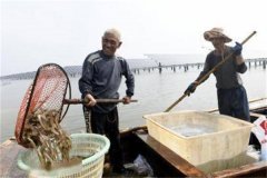 为什么养虾池必须采取分批捕捞、捕大留小