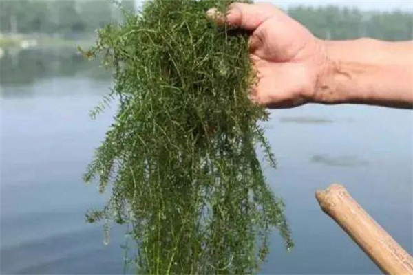 移植水草