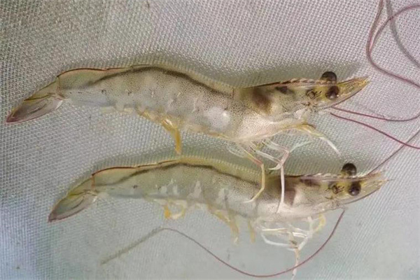 青虾的交配与产卵过程与管理方法