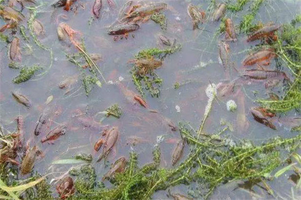 多雨季节小龙虾养殖水体调控和疾病预防方法