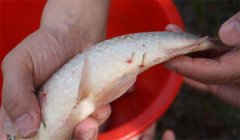 怎样防治鱼的中华鱼鳋病，其症状表现如何？