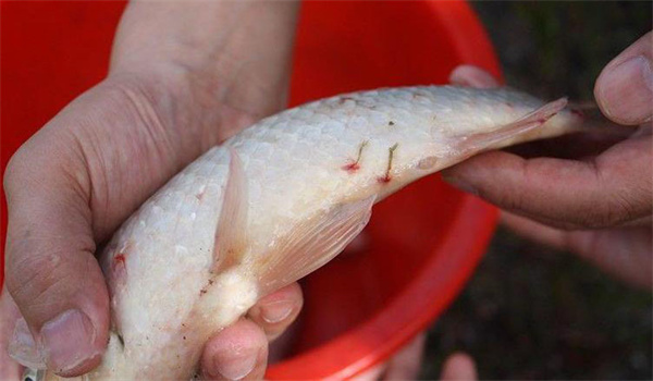 怎样防治鱼的中华鱼鳋病