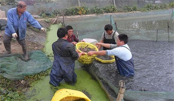 养殖泥鳅加强病害的预防