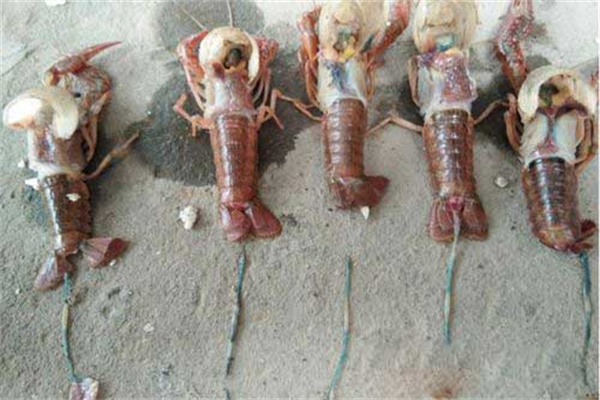 龙虾死亡有几种原因