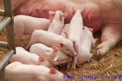 仔猪的哺乳期是多少天，每天哺乳多少次合适？