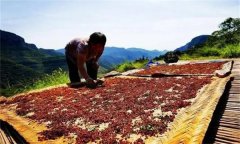 花椒采摘后怎样晾晒？花椒晾干方法简介